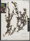 Foto von Salix purpurea L.